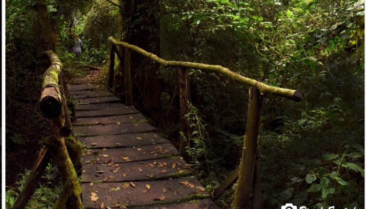 parque botanico Los Perales