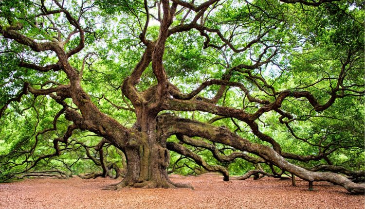 angel-oak-2018822_1920