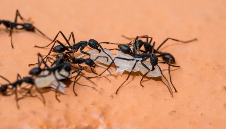 Army-ant-soldiers-have-massive-bodies-but-small-brains