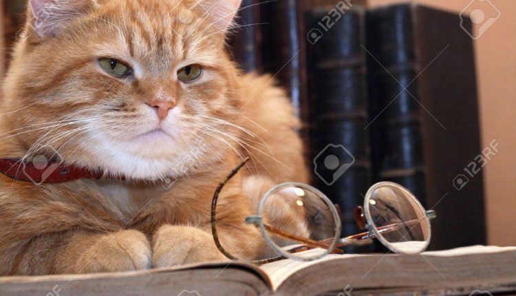 Gatojuez