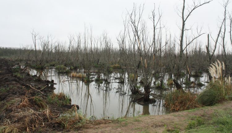 bosque inundado hudson enero 2020